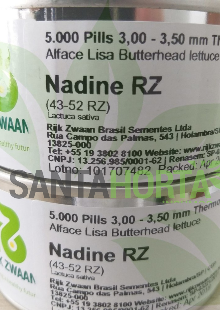 Alface Nadine