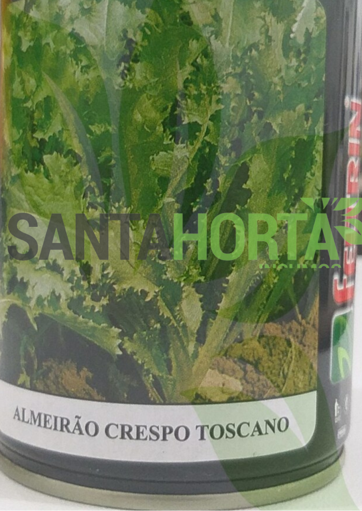 Almeirão Crespo Toscano